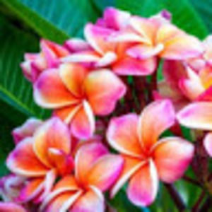 Meet your Posher, Cameron